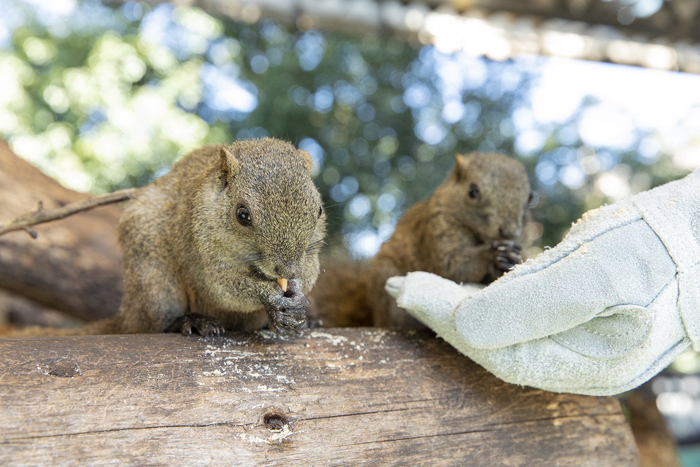 🐿️ 킨카산 다람쥐 마을 (기후 킨카잔 리스무라) 이미지 5